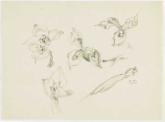 Митрохин Дмитрий Исидорович. Ирисы